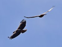 Hawks.jpg