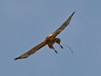 Hawks3.jpg