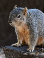 Squirrel3.jpg