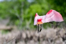 Roseate Tail-1.jpg
