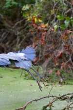 GBH Tail-1.jpg