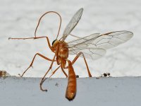 Mosquito.jpg
