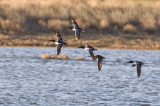 3-2-17-cr__D7K5899.jpg