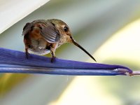 Hummer2.jpg