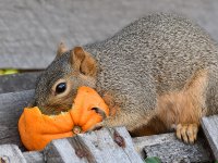 Squirrel3.jpg