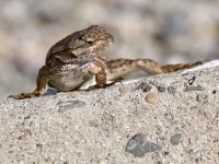 Lizard3.jpg