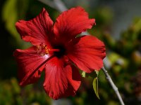 RedFlower.jpg