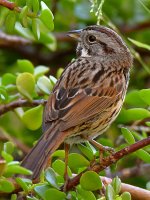 Sparrow5.jpg