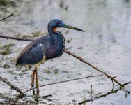 Tri-Color Heron-1.jpg