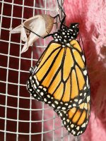 Monarch2.jpg