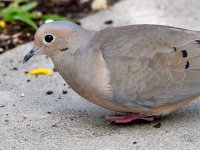 Dove3.jpg