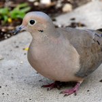 Dove4.jpg