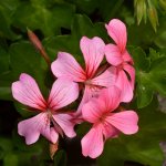 Geranium.jpg