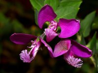 PeaFlower.jpg