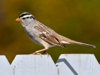 Sparrow4.jpg
