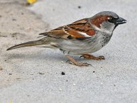 Sparrow9.jpg