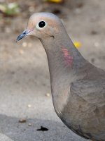 Dove2.jpg