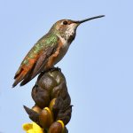Hummer3.jpg
