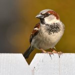 Sparrow8.jpg