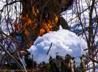 Hobble Creek Canyon 3-3-2017.jpg