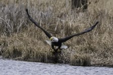 Eagle 2.jpg