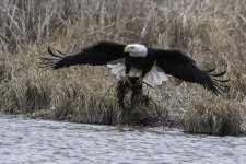 Eagle 3.jpg