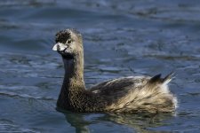 Pied Billed Grebe 2.jpg