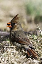 Female Cardinal.jpg