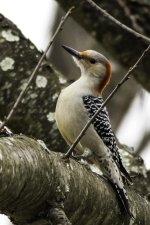Female Red-bellied woodpecker.jpg