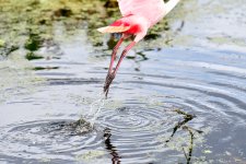 Roseate Feet-1.jpg