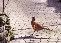 247206d1488725040-getting-grain-when-bringing-out-shadows-pheasant-pops-1.jpg