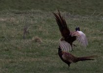 pheasents fighting 4-1-2.jpg