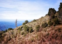 Palomar Mountain #3.jpg