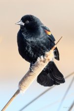 Blackbird-203.jpg