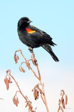 Blackbird-200.jpg