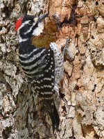 NuttalsWoodpecker4.jpg