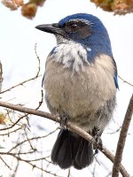 ScrubJay.jpg