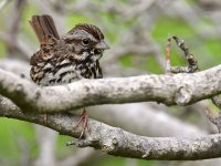 Sparrow.jpg