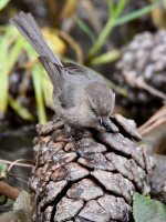 Tit.jpg