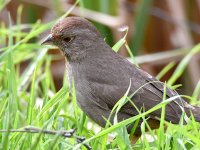 Towhee.jpg