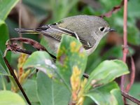 Vireo.jpg