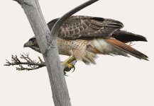 Hawk2.jpg