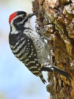 NuttalsWoodpecker6.jpg