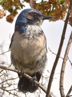 ScrubJay3.jpg
