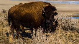 Antelope Island Buffalo 3-4-2017.jpg