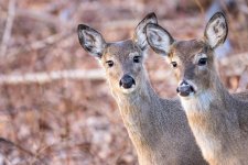 3-4-17 Deer 4.jpg