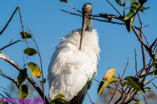 DSC_0423.jpg