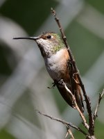 Hummer3.jpg