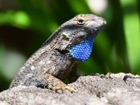 Lizard.jpg