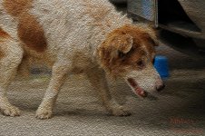 DSC_0040-2.jpg